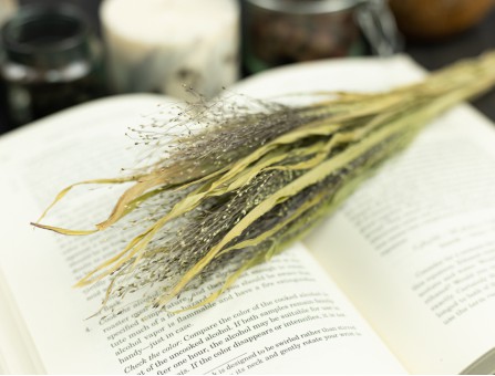 Сухоцвет просо волосовидное(натуральный)