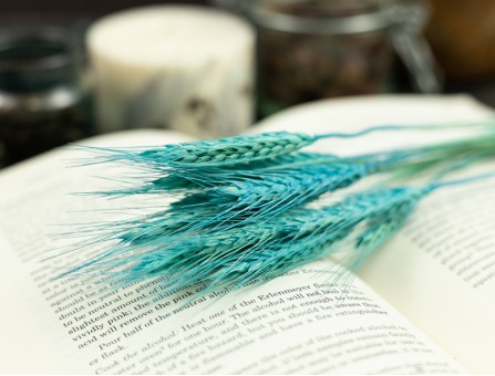 Сухоцвіт пшениця (бірюзова)