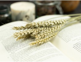 Сухоцвіт пшениця (натуральна)