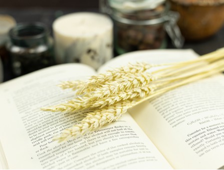 Сухоцвіт пшениця (вибілена)