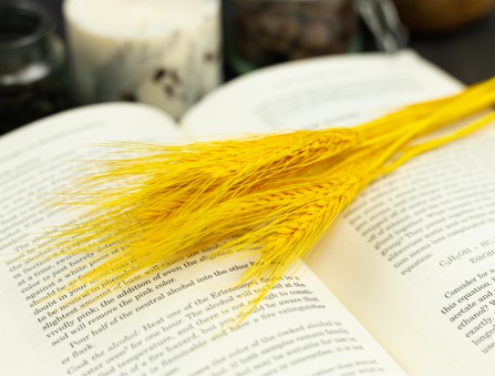 Сухоцвет пшеница (желтая)