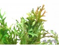 Гілочка ісландського моху (салатовий)