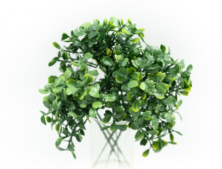 Веточка самшита (салатовый)