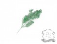  Веточка травы кучерявец (изумрудный)