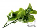Веточка "заячья капуста" крупный лист (зеленый)