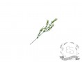 Веточка травы "гусиная лапка"