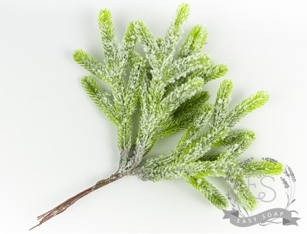 Веточки ели в снегу Веточки ели в снегу