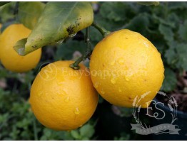  Ефірна олія лимона