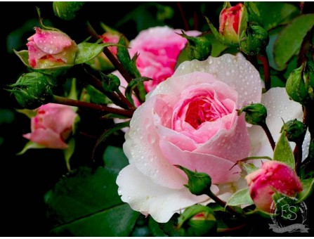Гидролат чайной розы (розовая вода)